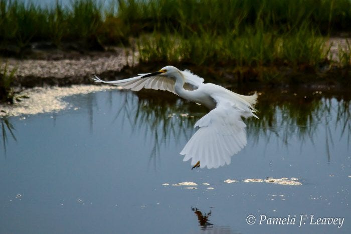 Snowy Egret at the Parker River National Wildlife Refuge