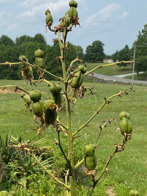 clockwise starting at upper left: yucca rosette produces a flowering stem, flowering panicle, green fruits, dried fruit showing seeds