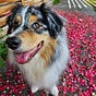 Before the Bark's avatar