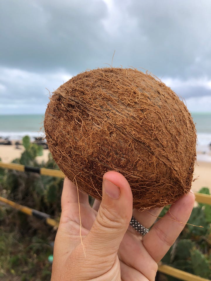 Una benedizione della natura. Il Cocco.