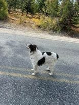 Gita, 13-year-old rescue dog is being hailed a "true hero" for flagging help after her elderly owner fell and injured his leg in Stevens County, Washington state last month.
