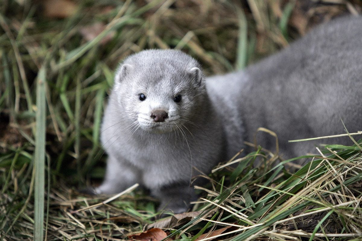 Vandals Release Mink From Ohio Farm, 10,000 Now on the Loose - Bloomberg
