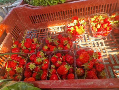 Pictures of strawberries grown in fields and strawberries being picked