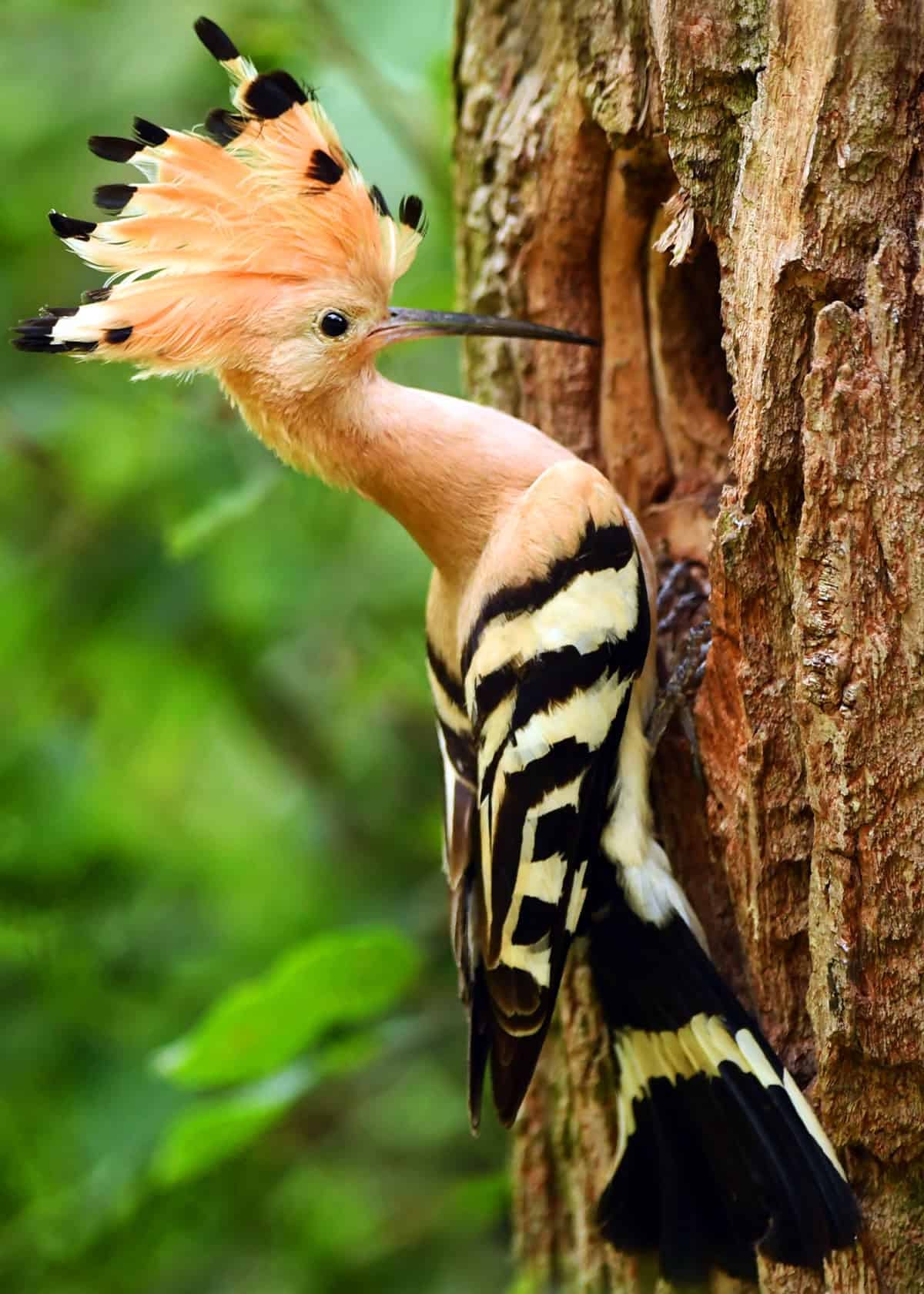 Hoopoe Upupa epops