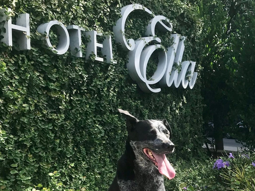 Dog in front of Hotel Ella in Austin