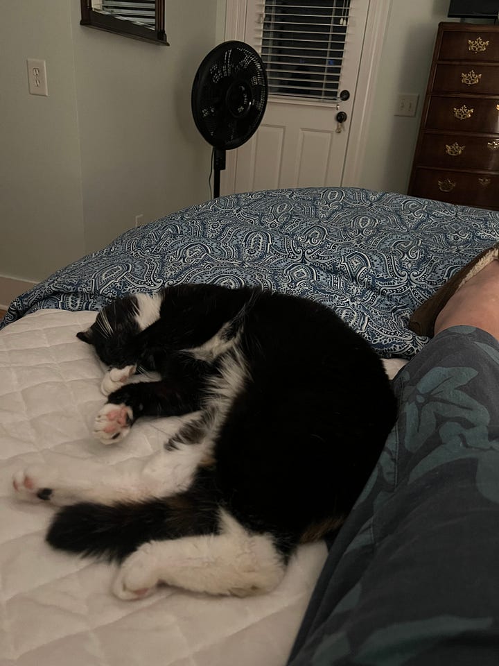 Top left: Bean in a cat tree looking at the camera with his big eyes. Top right: OC curled up next to me on a bed. Bottom left: OC under my desk as she explored my house. Bottom right: OC cuddling on the desk and helping Melora Fern work