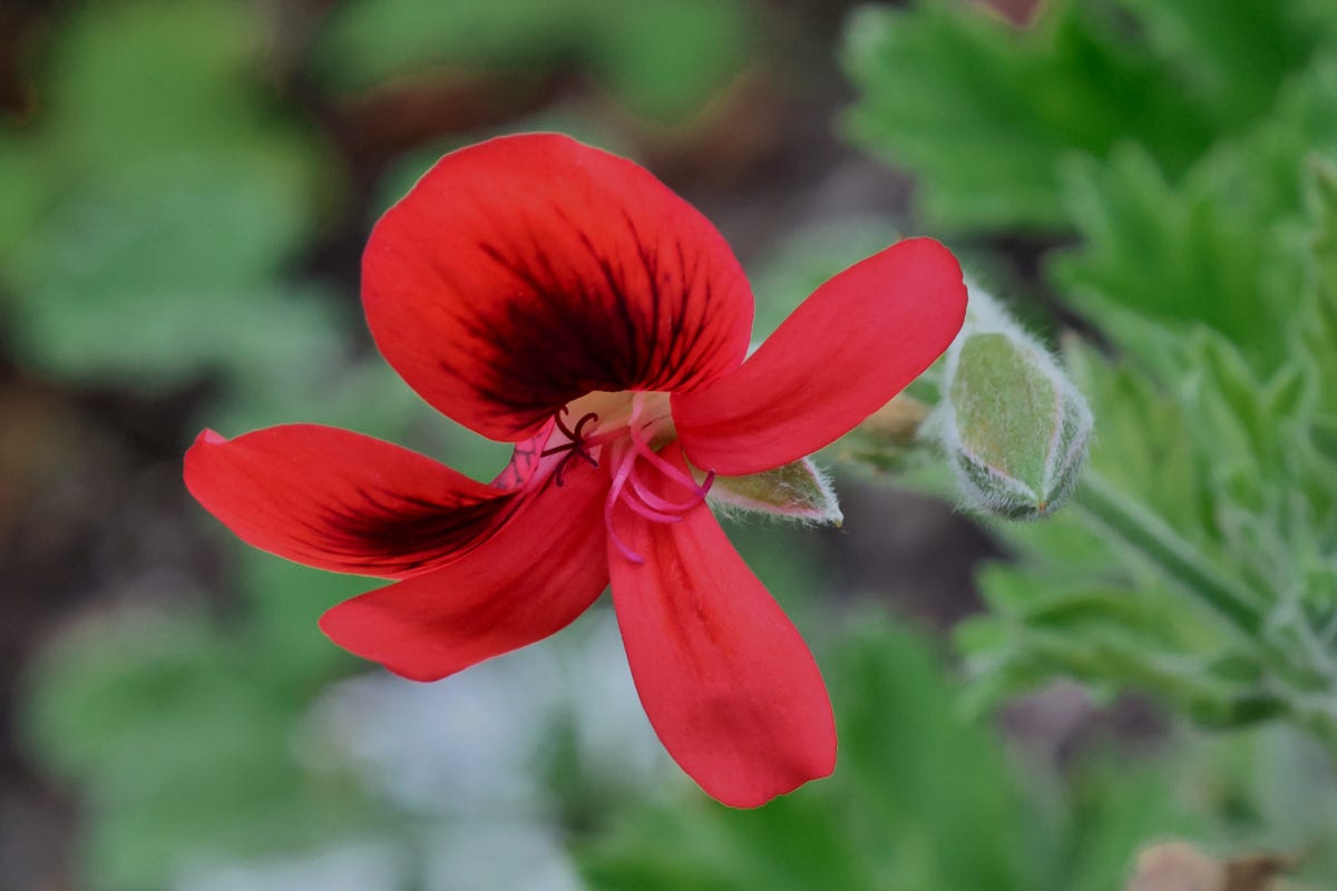 a scented geranium flower