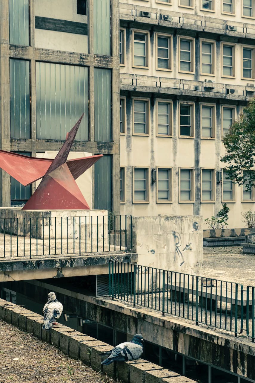 two pigeons rest in front of a red abstract monument and a 1950's modern edifice in the University of Coimbra.