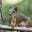Very Bright Squirrel's avatar