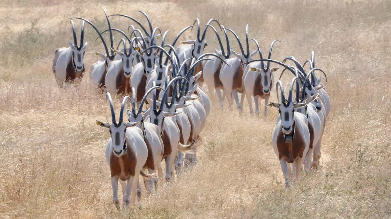 Extinct' Graceful Oryx Thriving in the Saharan Wilds Thanks ...
