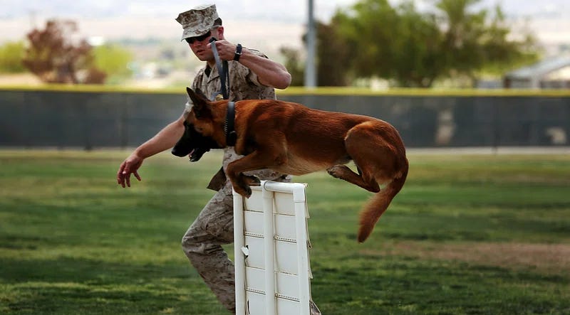 Are These the Smartest Pups? Find Out Which Breeds Top Our List! Are These the Smartest Pups? Find Out Which Breeds Top Our List!