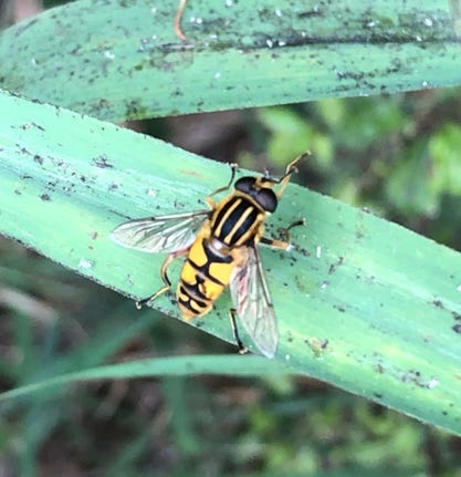 Footballer (Helophilus pendulus)