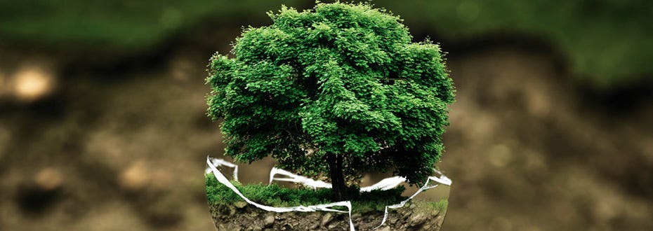 A beautiful green tree grows inside a bowl made of glass with jagged, broken edges. 