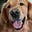 SOUTH_PAWS_US's avatar