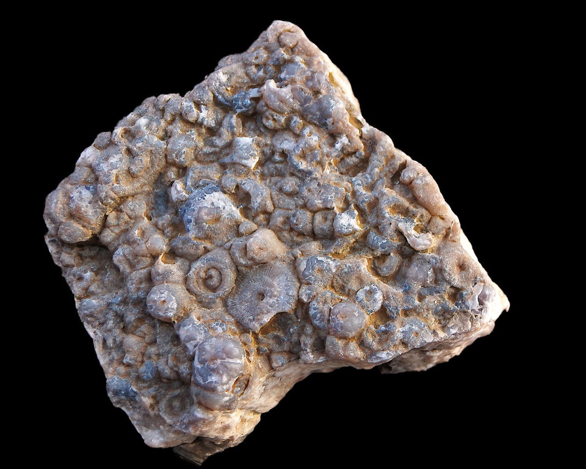Identifying the Fossils and Corals (Crinoids, Bryozoans, Etc.) on the Beach of Lake Michigan - Owlcation Identifying the Fossils and Corals (Crinoids, Bryozoans, Etc.) on the Beach of Lake Michigan - Owlcation