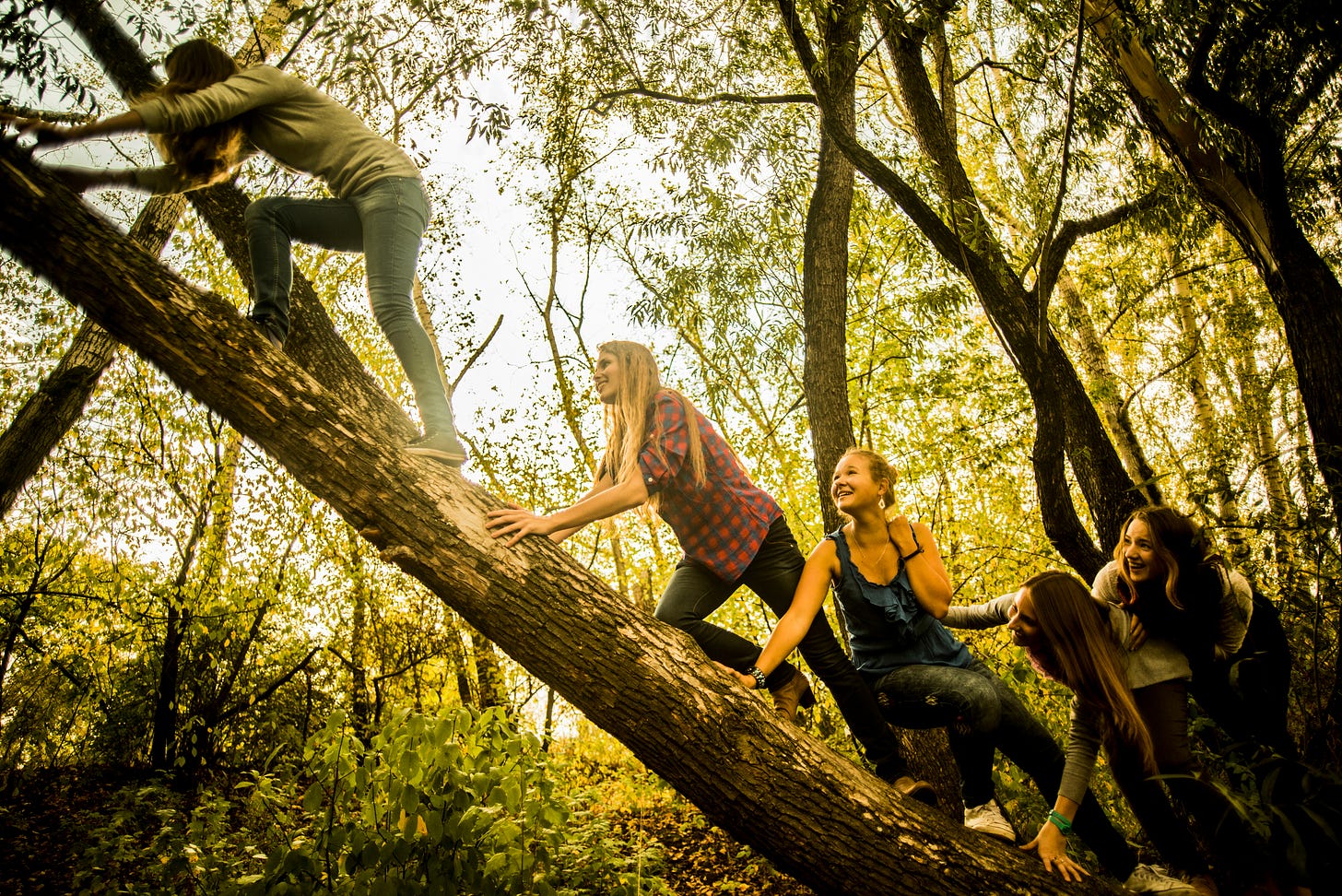 Hikers scaling up a fallen tree in a forest. Hikers scaling up a fallen tree in a forest.