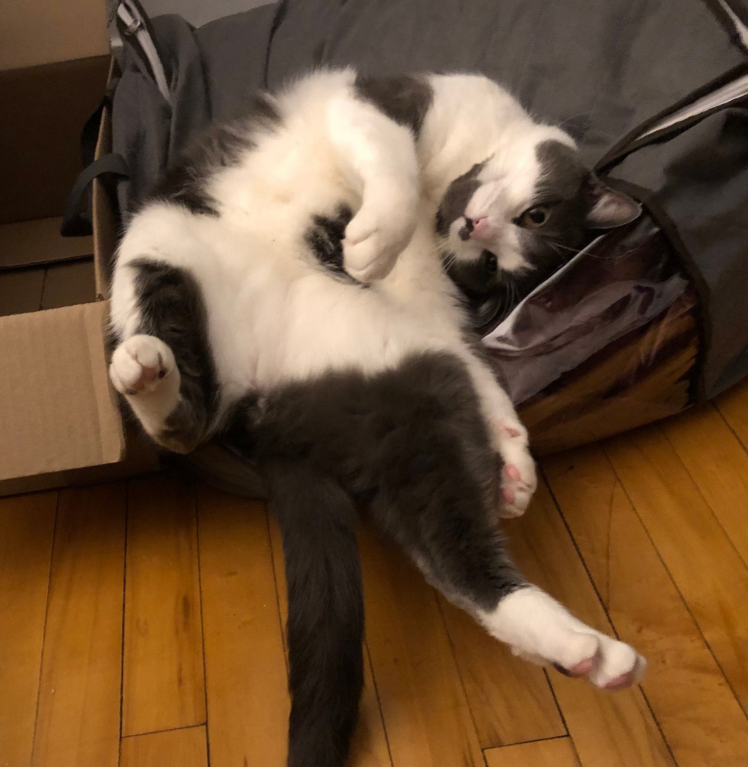 Haku is on his cushion again, lying on his back, very busy with relaxing. Haku is on his cushion again, lying on his back, very busy with relaxing.