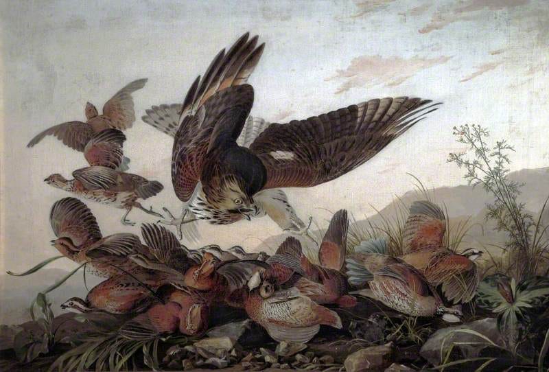 Hawk Attacking Partridges Hawk Attacking Partridges