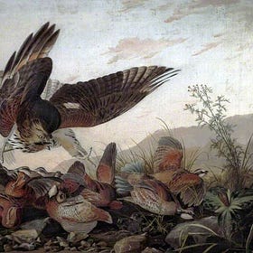 The Birds and the Books