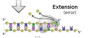 dna-polymerase-2 dna-polymerase-2