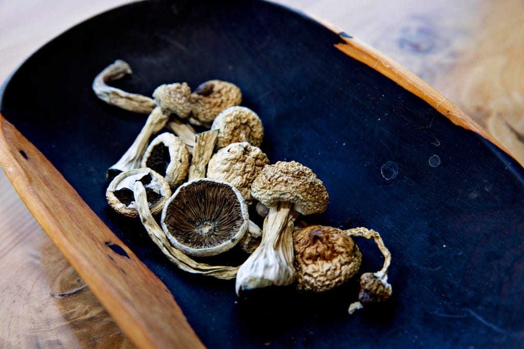 PSYCHEDELIC-SHROOM Psilocybin mushrooms. The Divine Assembly, dedicated to the healing and mind-expanding powers of psilocybin mushrooms.Photo by Kim Raff for Rolling Stone