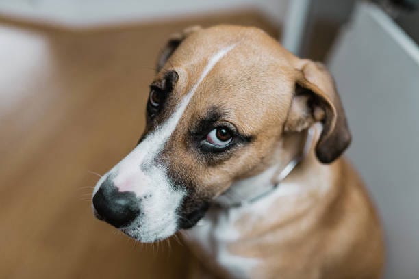 86,500+ Sad Dog Stock Photos, Pictures & Royalty-Free Images ...