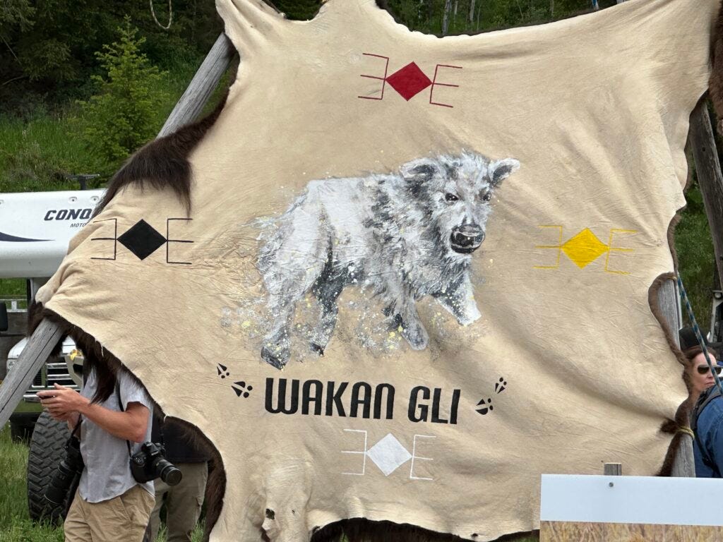 A buffalo hide that was painted with a mural of the sacred white buffalo born in Yellowstone National Park, named Wakan Gli or "Sacred Return." (Photo by Blair Miller, Daily Montanan)