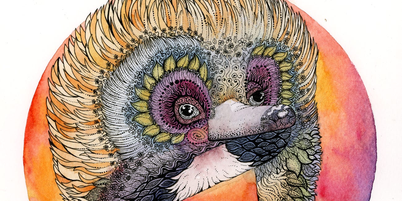 E is for Echidna
