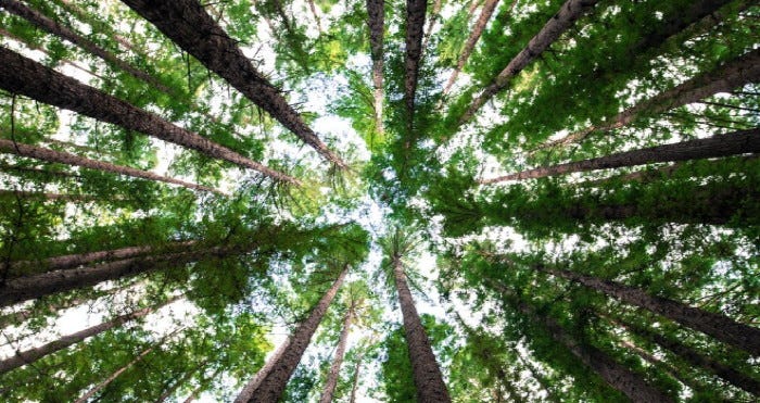 trees-from Adult-Discovered Autism Group (inside community)