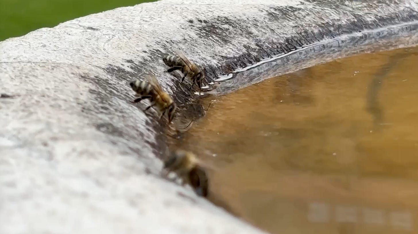 Bienen trinken Wasser am Rand einer steinernen Vogeltränke im Garten.