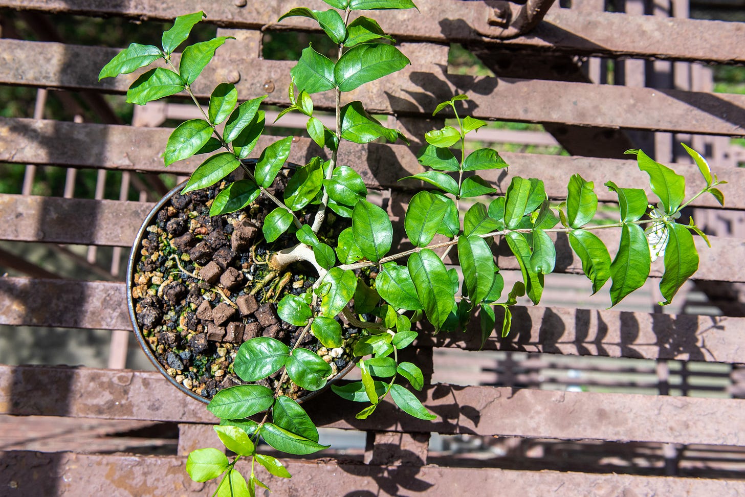 ID: Water jasmine bonsai, viewed from above