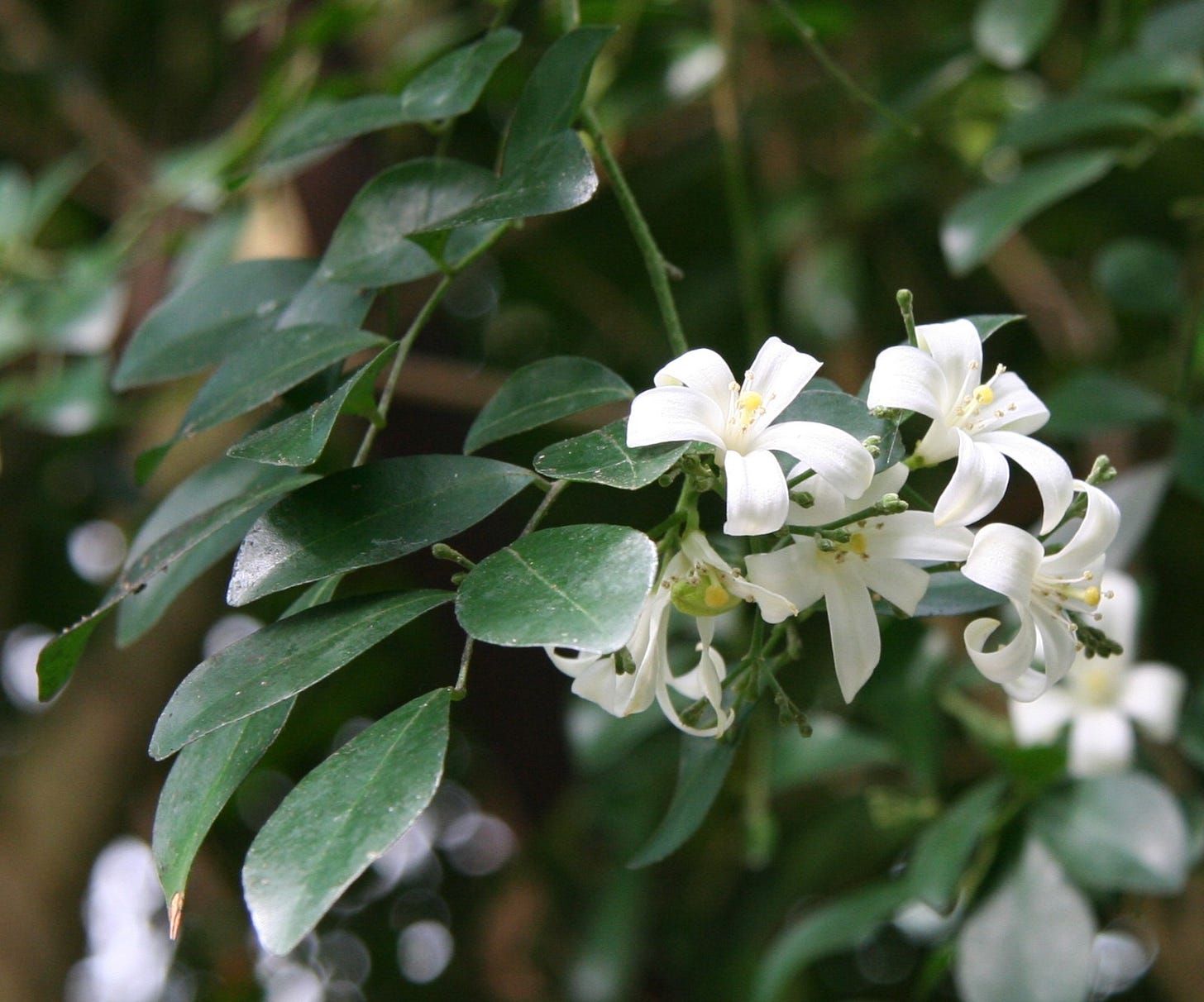 Murraya, also known as Orange Jasmine, used in traditional altars during Mayan Día de los Muertos observances (Hanal Pixán) in the Yucatán Peninsula, is illegal to bring into the US 