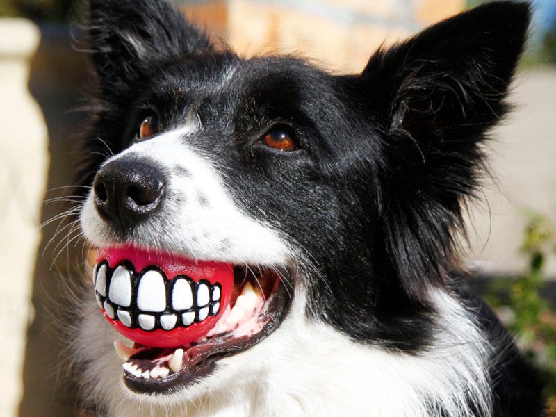 Rogz manufactures a range of pet toys.