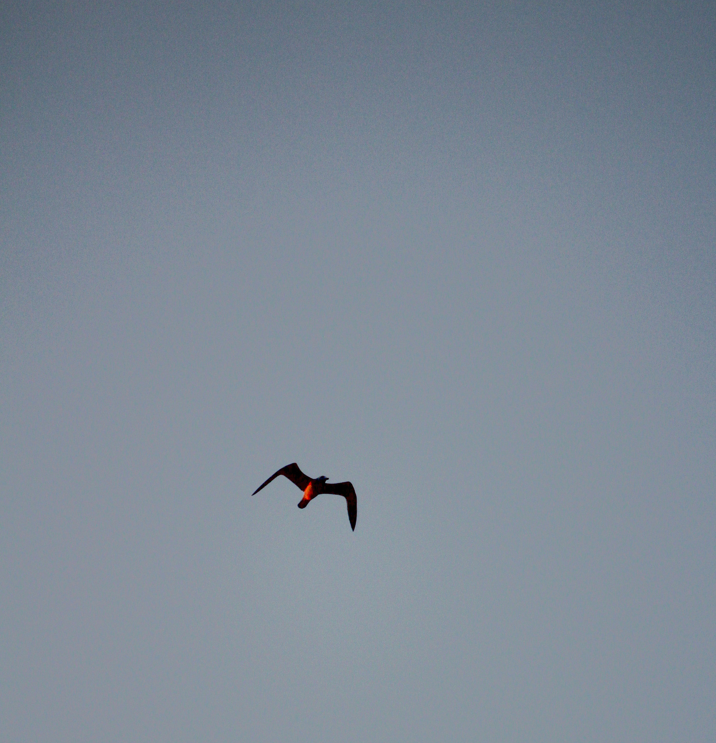 A lone black and red bird flying