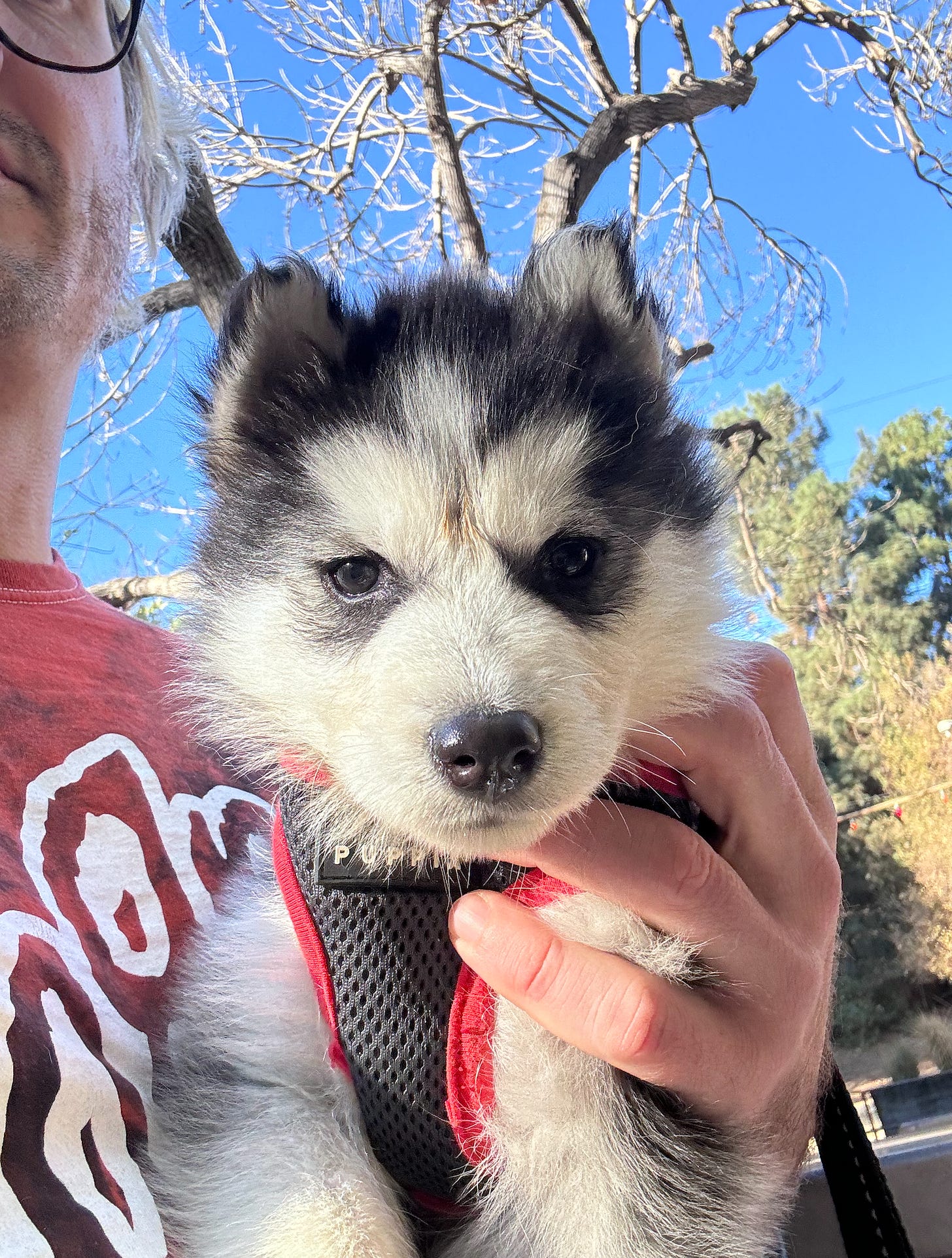 A puppy