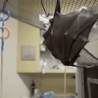 fruit bat GIF by San Diego Zoo fruit bat GIF by San Diego Zoo