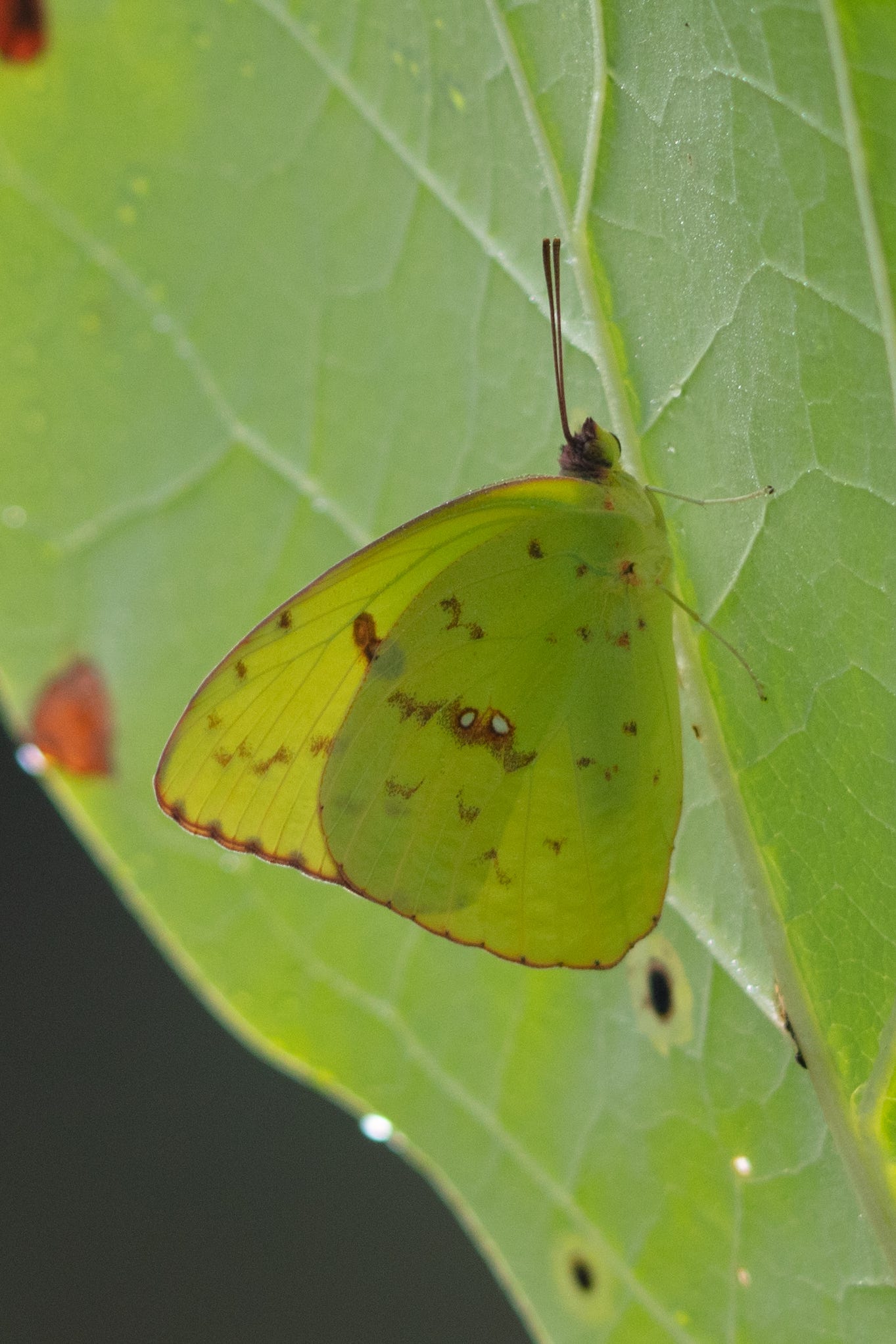 A chartreuse butterfly with small brown spots on its wings, resting on a bright yellow-green leaf that also had brown spots on it. A chartreuse butterfly with small brown spots on its wings, resting on a bright yellow-green leaf that also had brown spots on it.