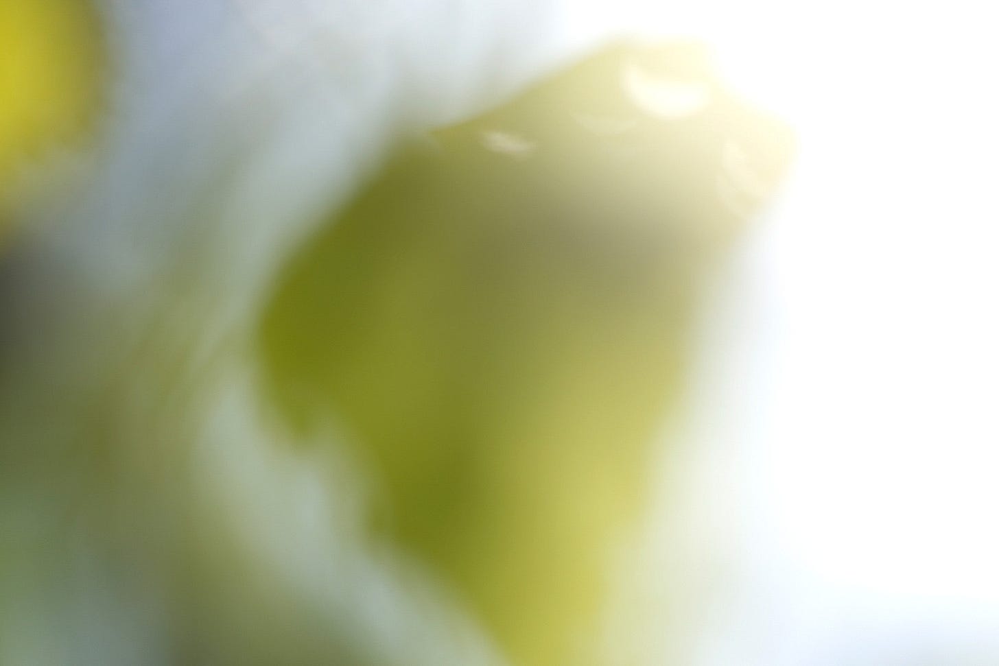 A soft and dreamy view of a birch leaf, soft focus used to illustrate the concept of fading memory