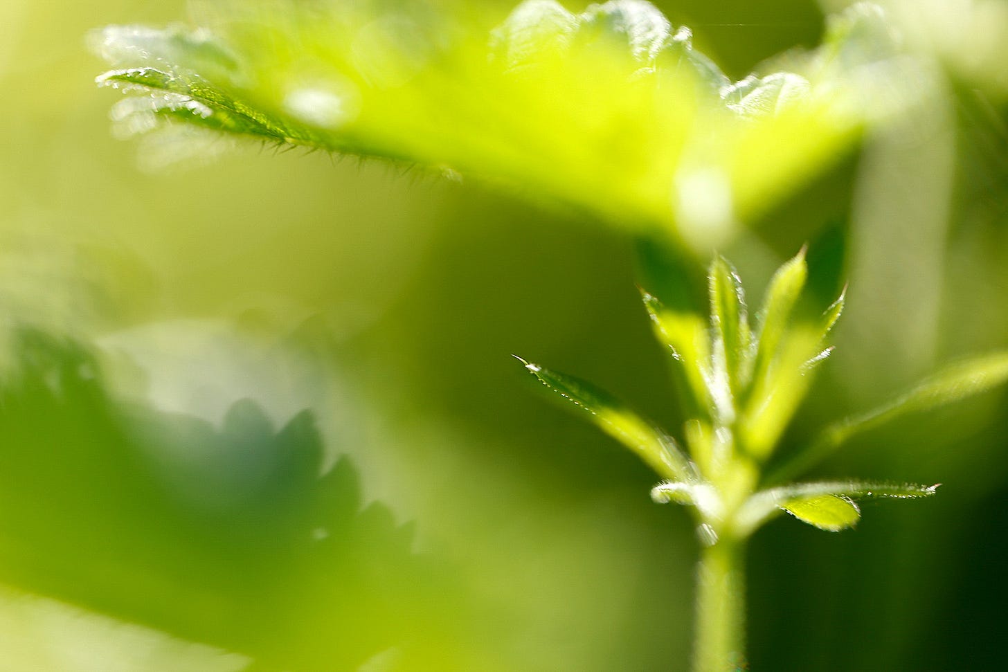 Ground level view of nettle leaves and stems
