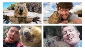 quokka