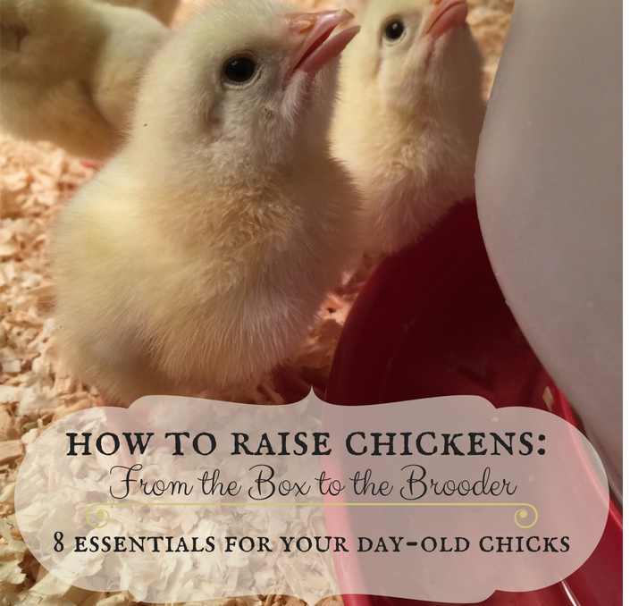 day old chicks