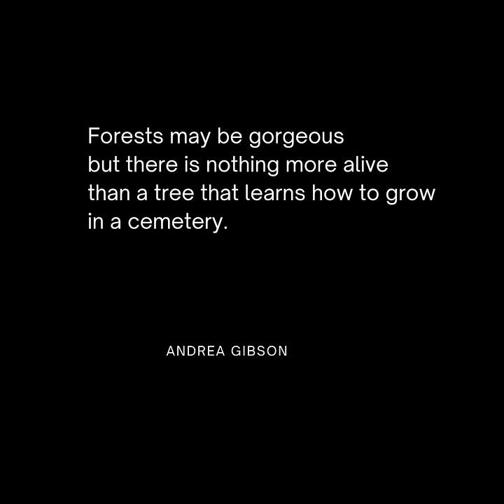 Quote 1: Forests may be gorgeous but there is nothing more alive than a tree that learns how to grow in a cemetery.; Quote 2: wasn’t it Death that taught me to stop measuring my lifespan by length, but by width?, quote 3: Why did I go so long believing I owed the world my disappointment? Why did I want to take the world by storm when I could have taken it by sunshine, by rosewater, by the cactus flowers on the side of the road where I broke down?; quote 4: write so much about my cancer diagnosis not to remind you that I am mortal, but to remind you that you are mortal.