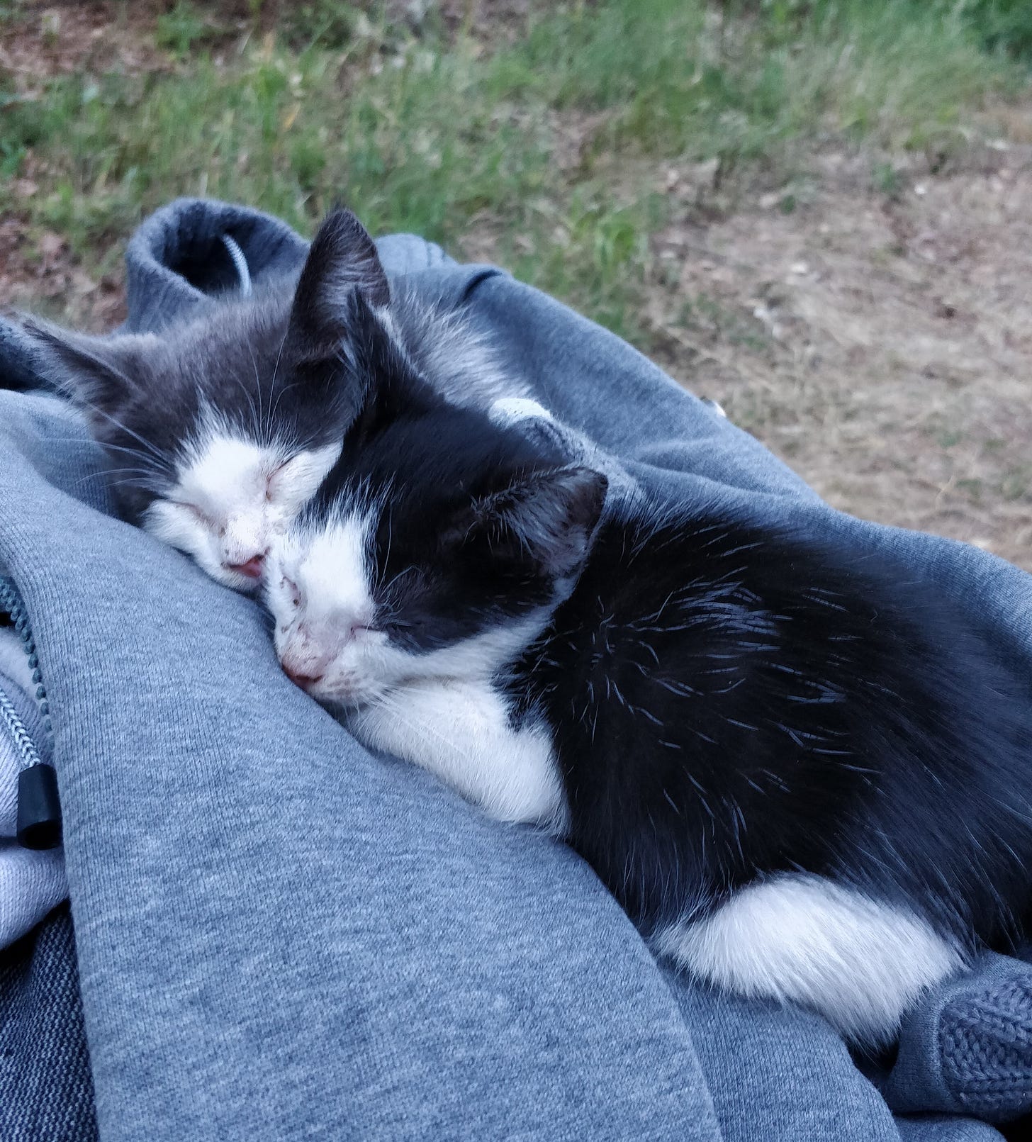 Photo of two kittens