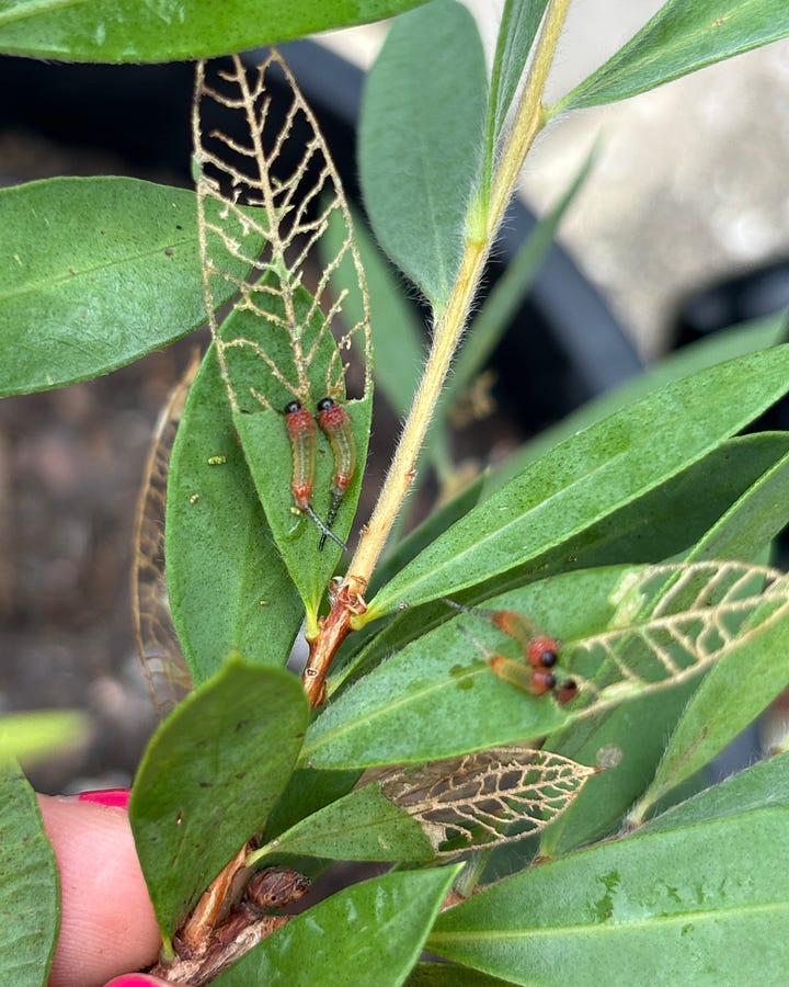 Sawfly larvae Australian native garden