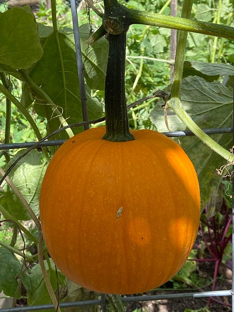 pumpkins and a sunset sky