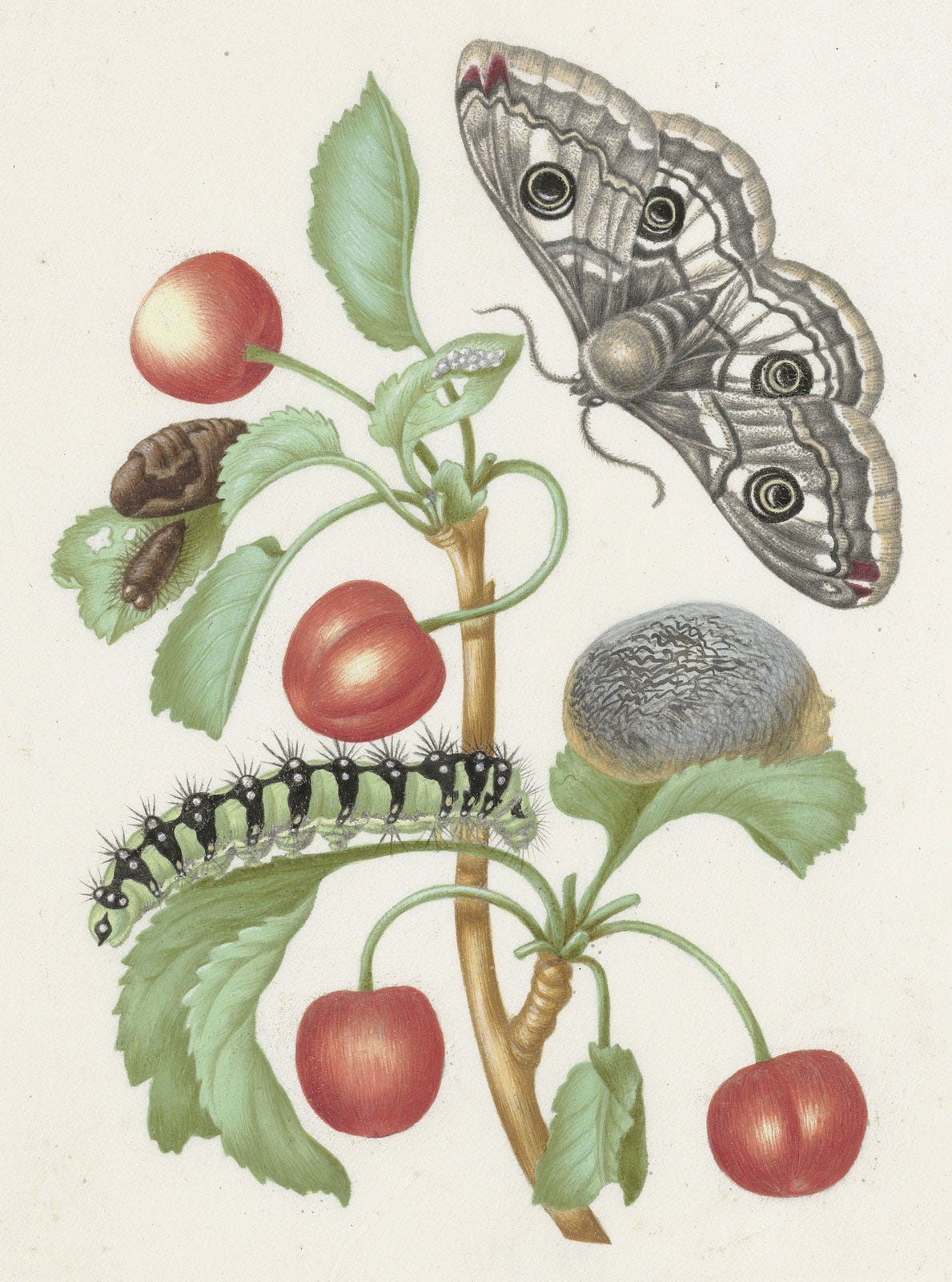 Maria Sibylla Merian | Life, Facts, & Works | Britannica