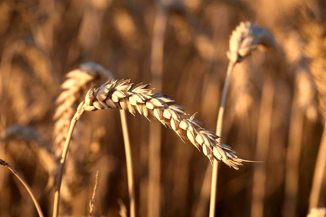 Wheat