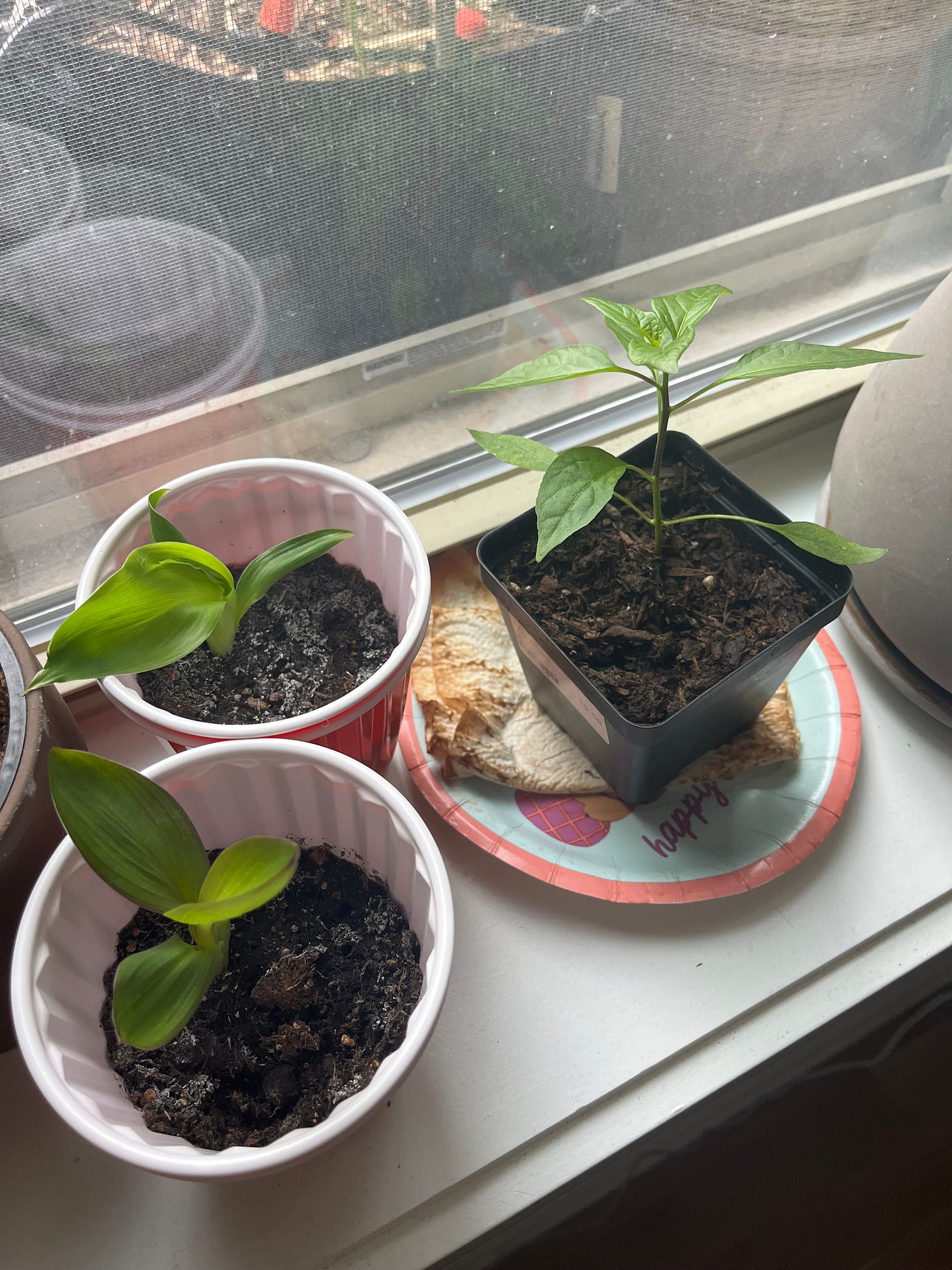 Two canna lily seedlings in plastic cups next to a shishito pepper seedling.