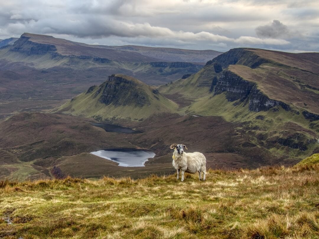 A sheep stands on the edge of a ridge with two lochs and rugged hills in the background