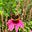 Samantha Wood's avatar